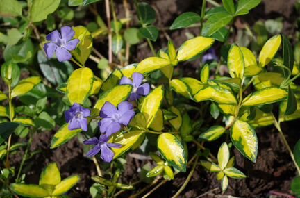 Цветы. Прайс Ч.3 Почвопокровники. Пряные