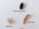 Личинки жука знахаря