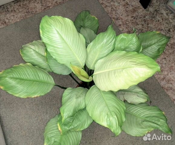 Спатифиллум сплит милк