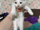 Котята Японского Бобтейла объявление продам