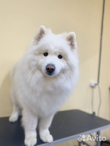 Профессиональный грумер. Стрижка собак и кошек