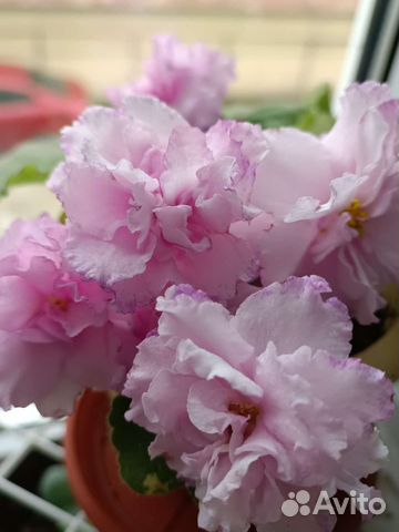 Сортовые фиалки