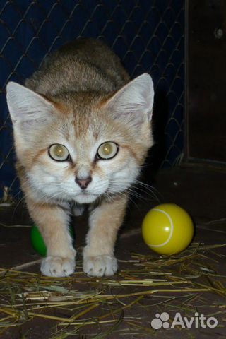 Песочная кошка или арабская кошка маргарита