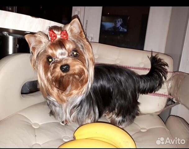 Вязка с курносым мини йоркширским терьером