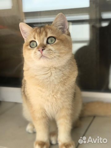 Кот bri ny11 на вязку