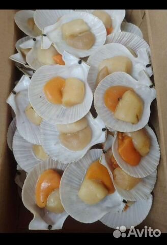 Морской Гребешок