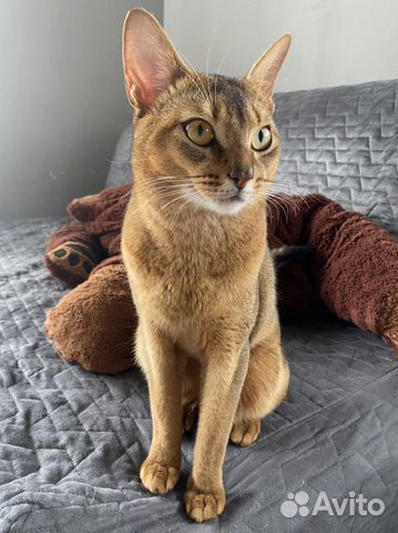 Абиссинский кот вязка
