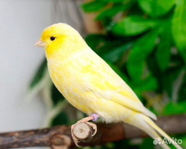 Кенара и канарейки