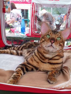 Вязка с бенгальским котом