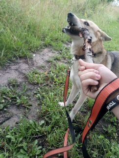 Выгул собак