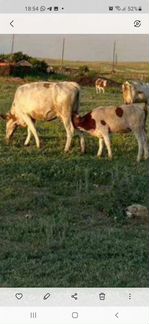 Корова и телёнок