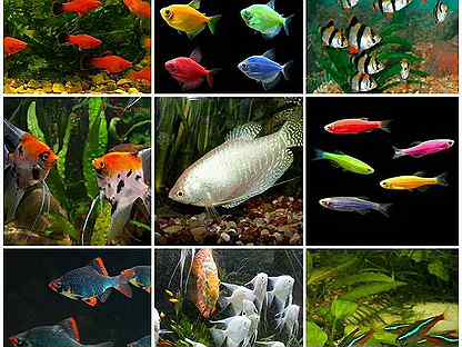 Аквариумные рыбки более 30 видов