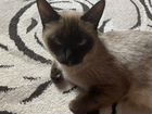 Котята от тайской кошки объявление продам