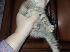 Котята невская маскарадная- сибирская объявление продам