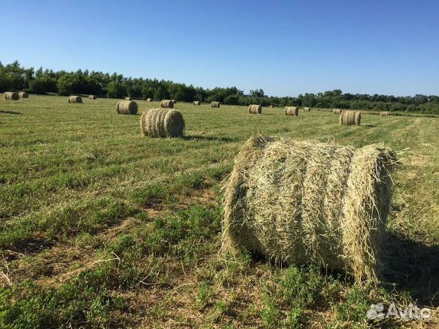 Сено в тюках  в Чебоксарах | Животные и зоотовары | 