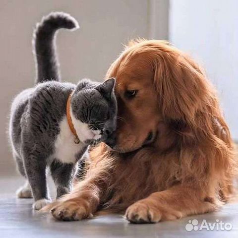 Льготная стерилизация и кастрация (собак и кошек)