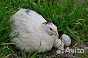 Перепелки несушки,Техасские,Манчьжурские на развед