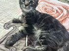 Котёнок мейн-кунчик 2,5 месяца объявление продам