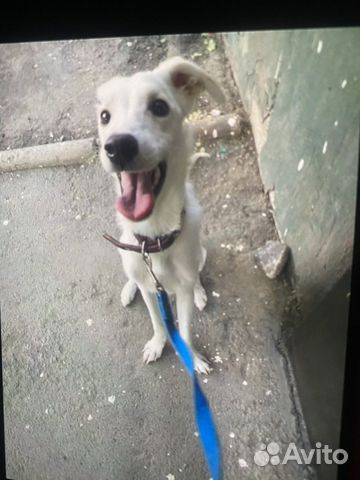 Собака белоснежная ищет дом