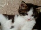 Котята мейн-кун объявление продам