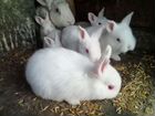 Крольчата и взрослые крольчихи