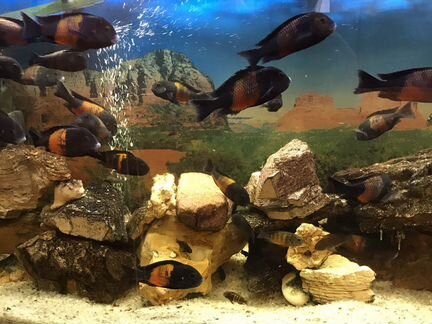 Фронтоза королева Танганьики