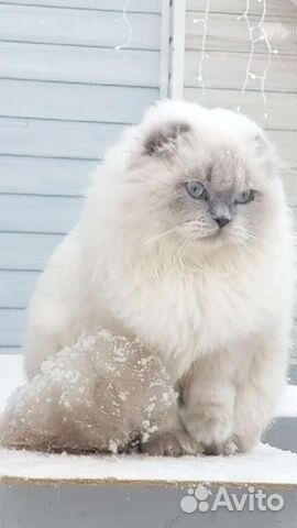 Шотландский кот вязка