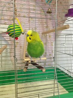 Передержка птиц, попугаев