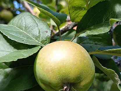 Яблоки из Петергофа свои