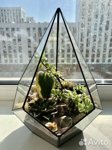 Флорариум суккуленты