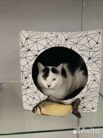 Зоогостиница для кошек 