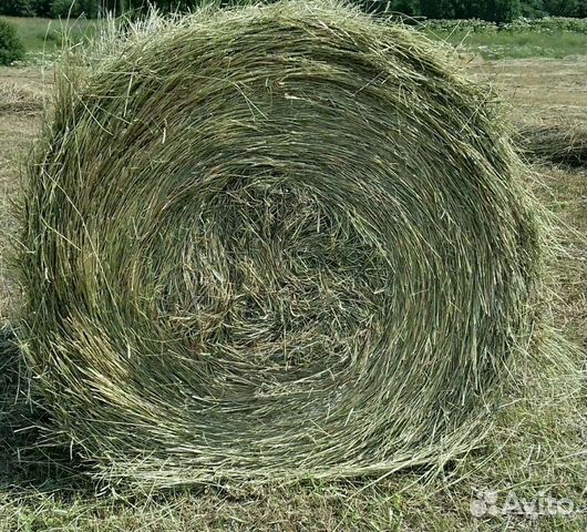 Сено зелёное в рулонах 2023г