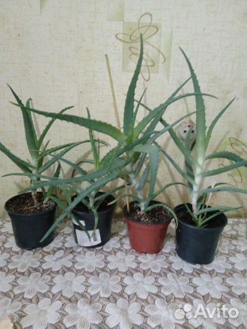 Алоэ столетник