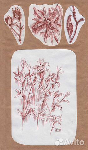 Рисунок картина набросок растения природа графика