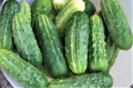 Семена сортовых огурцов собственного сбора