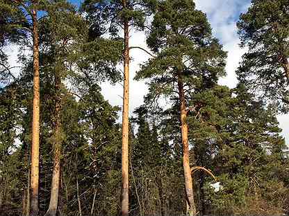 Лес кругляк пиловочник древесина дерево