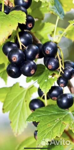 Черная смородина