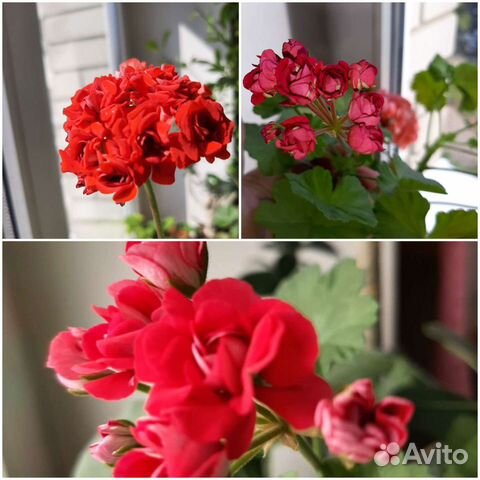 Пеларгония герань