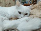 Кошка турецкая ангора вязка объявление продам