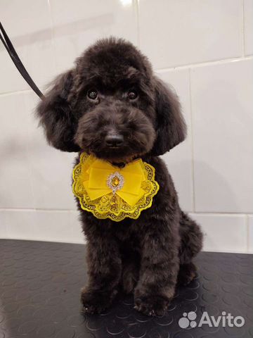 Стрижка собак/стрижка кошек/груминг