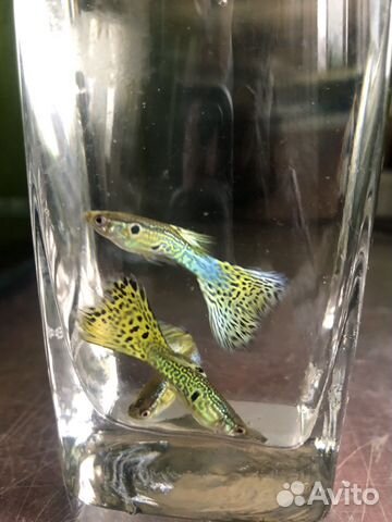 Вуаль Гуппи зеленая кобра