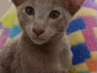 Ориентальный кот окрас Лиловый объявление продам