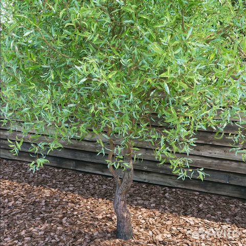 Ива Свердловская Извилистая