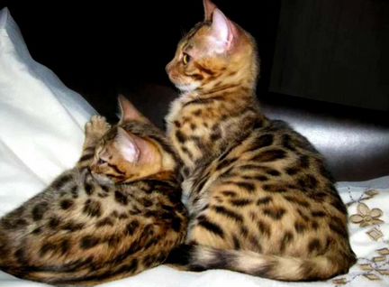Бенгальские котята
