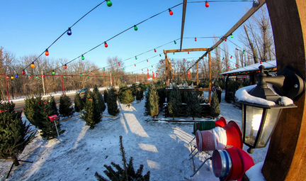 Настоящая Живая Новогодняя Ёлка Лучшее качество