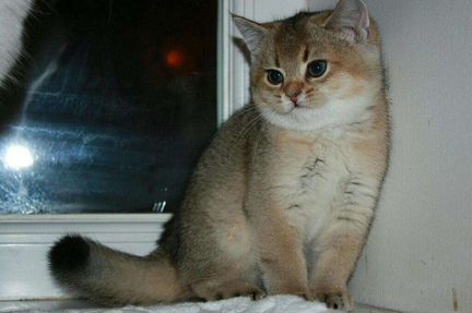 Британские золотые котятки