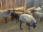 Овцы и Бараны и барашки рамановские