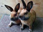 Кролики сатины