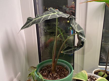 Алоказия полли