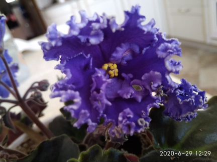 Узамбарская фиалка